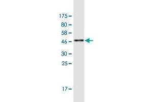 ASPRV1 antibody  (AA 1-152)