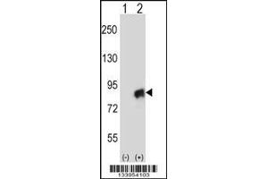 Western blot analysis of CUL4A using rabbit polyclonal CUL4A Antibody using 293 cell lysates (2 ug/lane) either nontransfected (Lane 1) or transiently transfected (Lane 2) with the CUL4A gene. (Cullin 4A antibody  (N-Term))