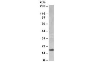 Western blot testing of human kidney lysate with UBE2I antibody at 0. (UBE2I antibody)
