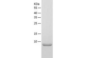 BRK1 Protein (AA 1-75) (His tag)