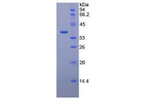 SDS-PAGE analysis of Human Pepsinogen C Protein. (PGC Protein)