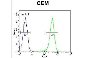 COX10 Antibody (C-term) (ABIN654671 and ABIN2844366) flow cytometric analysis of CEM cells (right histogram) compared to a negative control cell (left histogram).