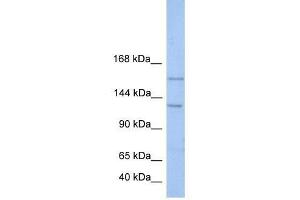 BRPF3 antibody used at 0.