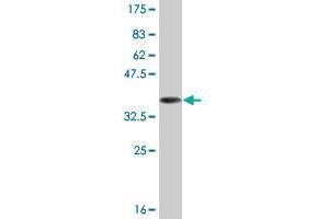 Western Blot detection against Immunogen (36. (CNTNAP4 antibody  (AA 1145-1244))