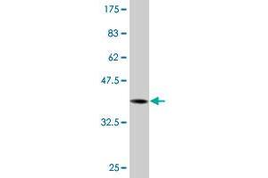 Western Blot detection against Immunogen (36.