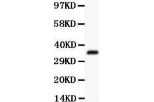 Anti-ATF1 Picoband antibody,  All lanes: Anti ATF1  at 0. (AFT1 antibody  (AA 1-271))