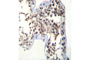 LHB Antibody (C-term) (ABIN392518 and ABIN2842078) immunohistochemistry analysis in formalin fixed and paraffin embedded human testis tissue followed by peroxidase conjugation of the secondary antibody and DAB staining.