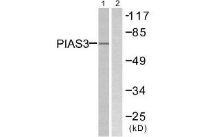 Western Blotting (WB) image for anti-Protein Inhibitor of Activated STAT, 3 (PIAS3) (N-Term) antibody (ABIN1848836)