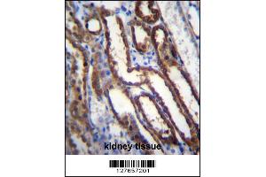 NXN Antibody immunohistochemistry analysis in formalin fixed and paraffin embedded human kidney tissue followed by peroxidase conjugation of the secondary antibody and DAB staining. (NXN antibody  (AA 221-249))