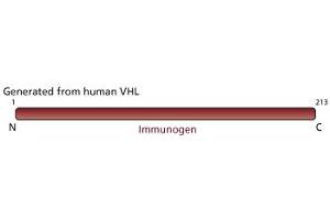 Image no. 3 for anti-Von Hippel-Lindau Tumor Suppressor, E3 Ubiquitin Protein Ligase (VHL) (AA 1-213) antibody (ABIN967508) (VHL antibody  (AA 1-213))