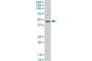 CDC14B polyclonal antibody (A01), Lot # 06046. (CDC14B antibody  (AA 360-459))