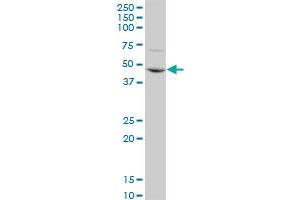 CDC14B polyclonal antibody (A01), Lot # 06046.