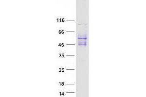 Validation with Western Blot