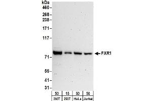 Western Blotting (WB) image for anti-Fragile X Mental Retardation, Autosomal Homolog 1 (FXR1) (AA 571-621) antibody (ABIN7450262)