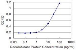 Detection limit for recombinant GST tagged PCSK2 is 0. (PCSK2 antibody  (AA 501-609))