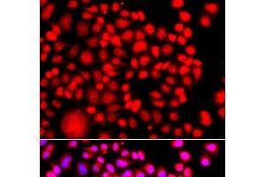 Immunofluorescence analysis of A549 cells using TESK2 Polyclonal Antibody (TESK2 antibody)