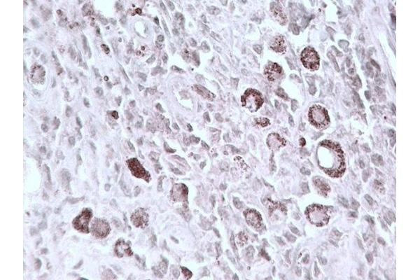 VSX2 antibody  (C-Term)