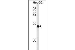 TXNDC5 Antibody (Center) (ABIN1537811 and ABIN2849809) western blot analysis in HepG2 cell line lysates (35 μg/lane). (TXNDC5 antibody  (AA 128-155))