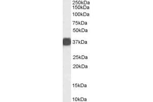 ABIN190828 (0. (Liver Arginase antibody  (C-Term))