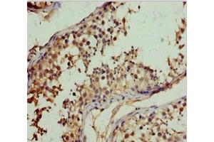 Immunohistochemistry of paraffin-embedded human testis tissue using ABIN7151117 at dilution of 1:100 (RFFL antibody  (AA 1-190))