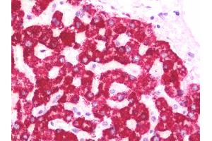 Anti-HMGCS2 antibody IHC staining of human liver. (HMGCS2 antibody  (AA 478-508))