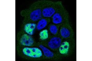Immunofluorescence analysis of MCF-7 cells using PPP1CB mouse mAb (green). (PPP1CB antibody  (AA 174-327))