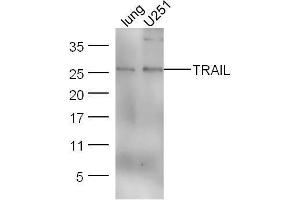 Lane 1: Mouse lung lysates; Lane 2: U251 cell lysates probed with Anti–TRAIL Polyclonal Antibody, Unconjugated  at 1:5000 for 90 min at 37˚C. (TRAIL antibody  (AA 185-281))