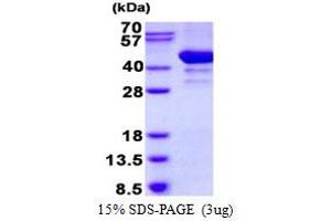 Image no. 1 for ADP-Ribosylation Factor Interacting Protein 2 (ARFIP2) protein (His tag) (ABIN1098383) (ARFIP2 Protein (His tag))