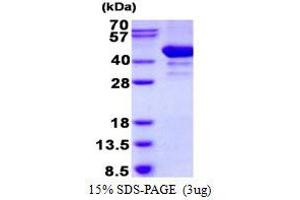 Image no. 1 for ADP-Ribosylation Factor Interacting Protein 2 (ARFIP2) protein (His tag) (ABIN5780747)