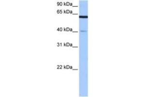 Western Blotting (WB) image for anti-Amyloid beta Precursor Protein (Cytoplasmic Tail) Binding Protein 2 (APPBP2) antibody (ABIN2463498)