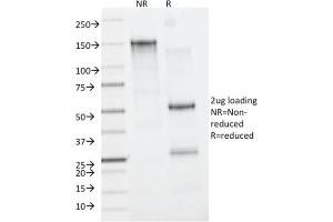 SDS-PAGE Analysis Purified CD163-Monospecific Mouse Monoclonal Antibody (M130/2162). (CD163 antibody  (AA 43-196))