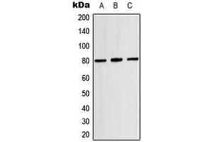 Western blot analysis of TAU (pT529) expression in HEK293T (A), mouse brain (B), rat brain (C) whole cell lysates. (tau antibody  (pSer529))
