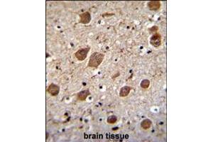 KCTD8 Antibody immunohistochemistry analysis in formalin fixed and paraffin embedded human brain tissue followed by peroxidase conjugation of the secondary antibody and DAB staining. (KCTD8 antibody  (C-Term))
