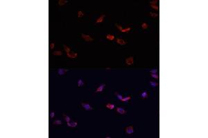 Immunofluorescence analysis of HeLa cells using BMPR2 antibody  at dilution of 1:100. (BMPR2 antibody  (AA 27-150))