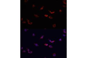 Immunofluorescence analysis of HeLa cells using BMPR2 antibody  at dilution of 1:100. (BMPR2 antibody  (AA 27-150))