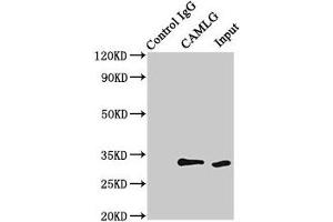 Immunoprecipitating CAMLG in HEK293 whole cell lysate Lane 1: Rabbit control IgG (1 μg) instead of ABIN7146310 in HEK293 whole cell lysate. (CAMLG antibody  (AA 1-189))