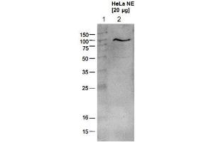 Western blot analysis using the Ezh2 polyclonal antibody . (EZH2 antibody  (AA 1-343))