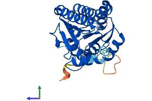 Protein Structure (PS) image for Hydroxysteroid (17-Beta) Dehydrogenase 8 (HSD17B8) (AA 1-261) protein (His tag) (ABIN7547101)