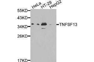Western blot analysis of extracts of various cell lines, using TNFSF13 antibody (ABIN5970579) at 1/1000 dilution. (TNFSF13 antibody)