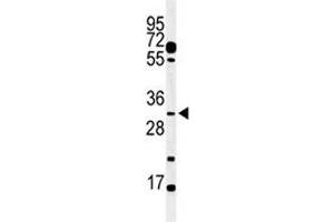 Western blot analysis of PHO3 antibody and mouse testis tissue lysate. (APOBEC3B antibody  (AA 299-330))