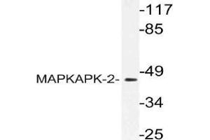 Western blot (WB) analysis of MAPKAPK-2 antibody in extracts from COS cells. (MAPKAP Kinase 2 antibody)