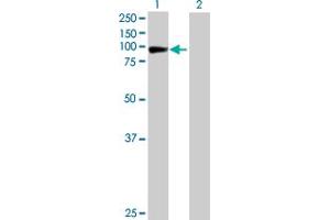 Western Blot analysis of STAT1 expression in transfected 293T cell line by STAT1 MaxPab polyclonal antibody.