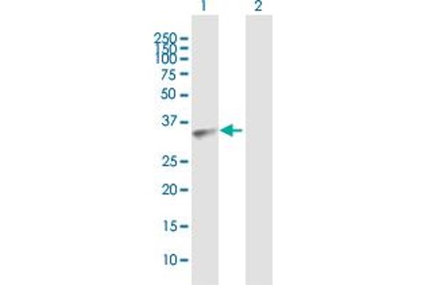 AKR7A3 antibody  (AA 1-331)