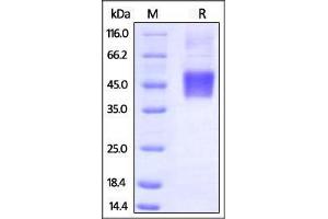 Biotinylated Human FCGR3A / CD16a (V158) on SDS-PAGE under reducing (R) condition.