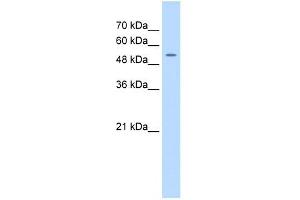 FJX1 antibody used at 0. (FJX1 antibody)