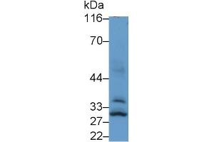 Detection of CISH in Mouse Cerebrum lysate using Polyclonal Antibody to Cytokine Inducible SH2 Containing Protein (CISH) (CISH antibody  (AA 1-258))