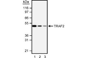 Western Blotting (WB) image for anti-TNF Receptor-Associated Factor 2 (TRAF2) (AA 93-199) antibody (ABIN967631) (TRAF2 antibody  (AA 93-199))