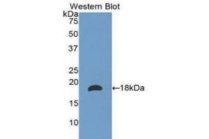 Western Blotting (WB) image for anti-Laminin, alpha 1 (LAMA1) (AA 886-1039) antibody (ABIN1173225) (Laminin alpha 1 antibody  (AA 886-1039))
