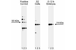 Western blot analysis of Gephyrin. (Gephyrin antibody  (AA 569-726))