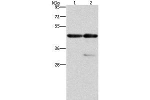 Western Blot analysis of Mouse heart and muscle tissue using ACTA1 Polyclonal Antibody at dilution of 1:275 (Actin antibody)